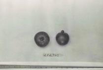 Click for 1 image(s) for this accession. FRUIT